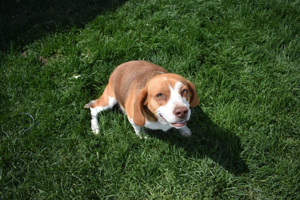 Chocolate Female Beagle